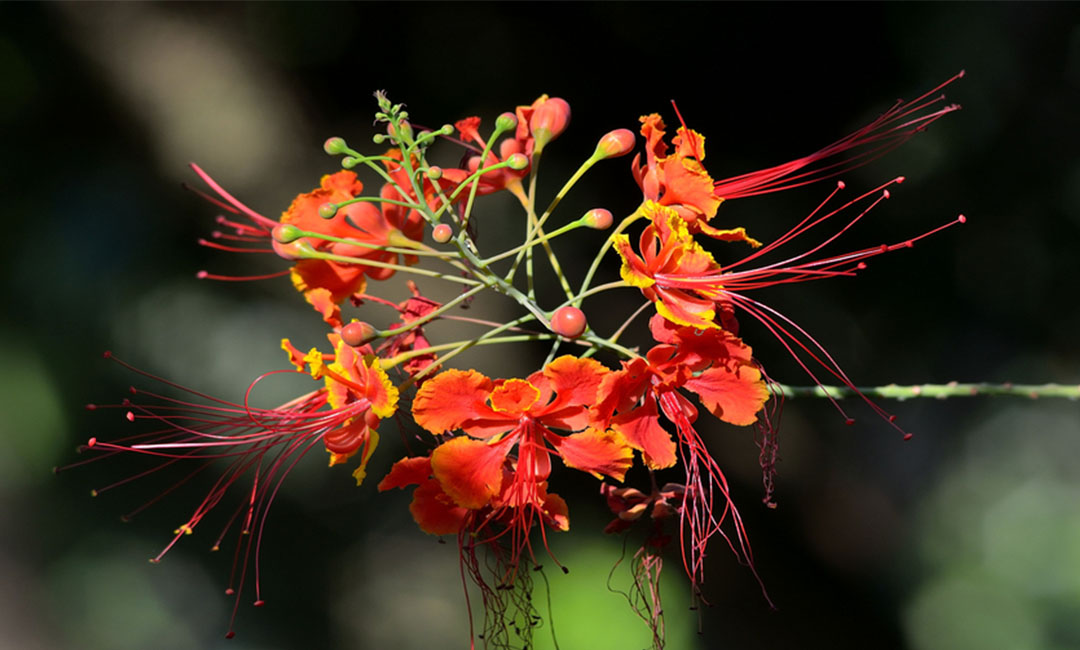 大理花帮主百科词条创建案例